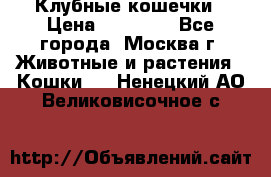 Клубные кошечки › Цена ­ 10 000 - Все города, Москва г. Животные и растения » Кошки   . Ненецкий АО,Великовисочное с.